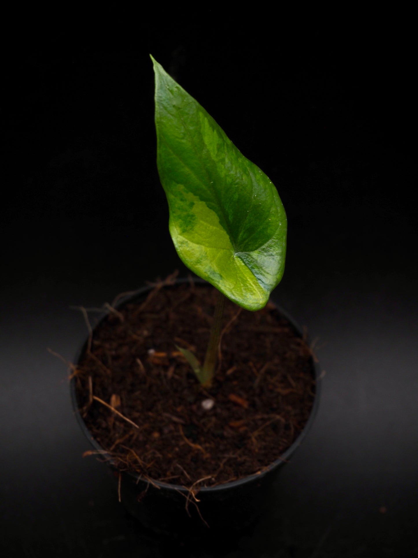Alocasia Scalprum Aurea