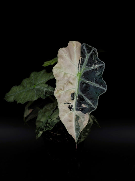 Alocasia Polly Pink Variegata