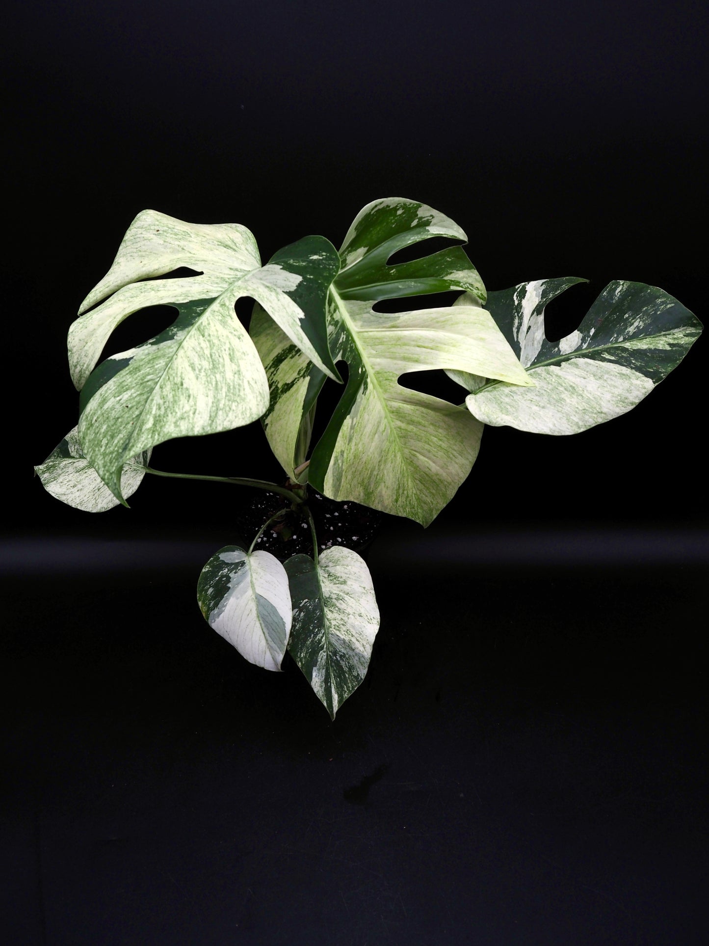 Monstera Deliciosa Jungle Menthe