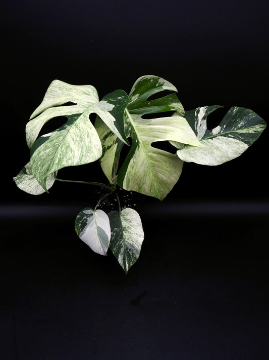 Monstera Deliciosa Jungle Menthe