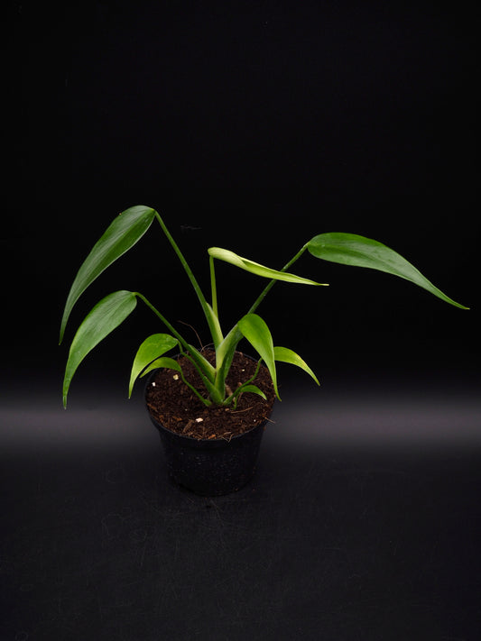 Monstera Burle Marx Flame