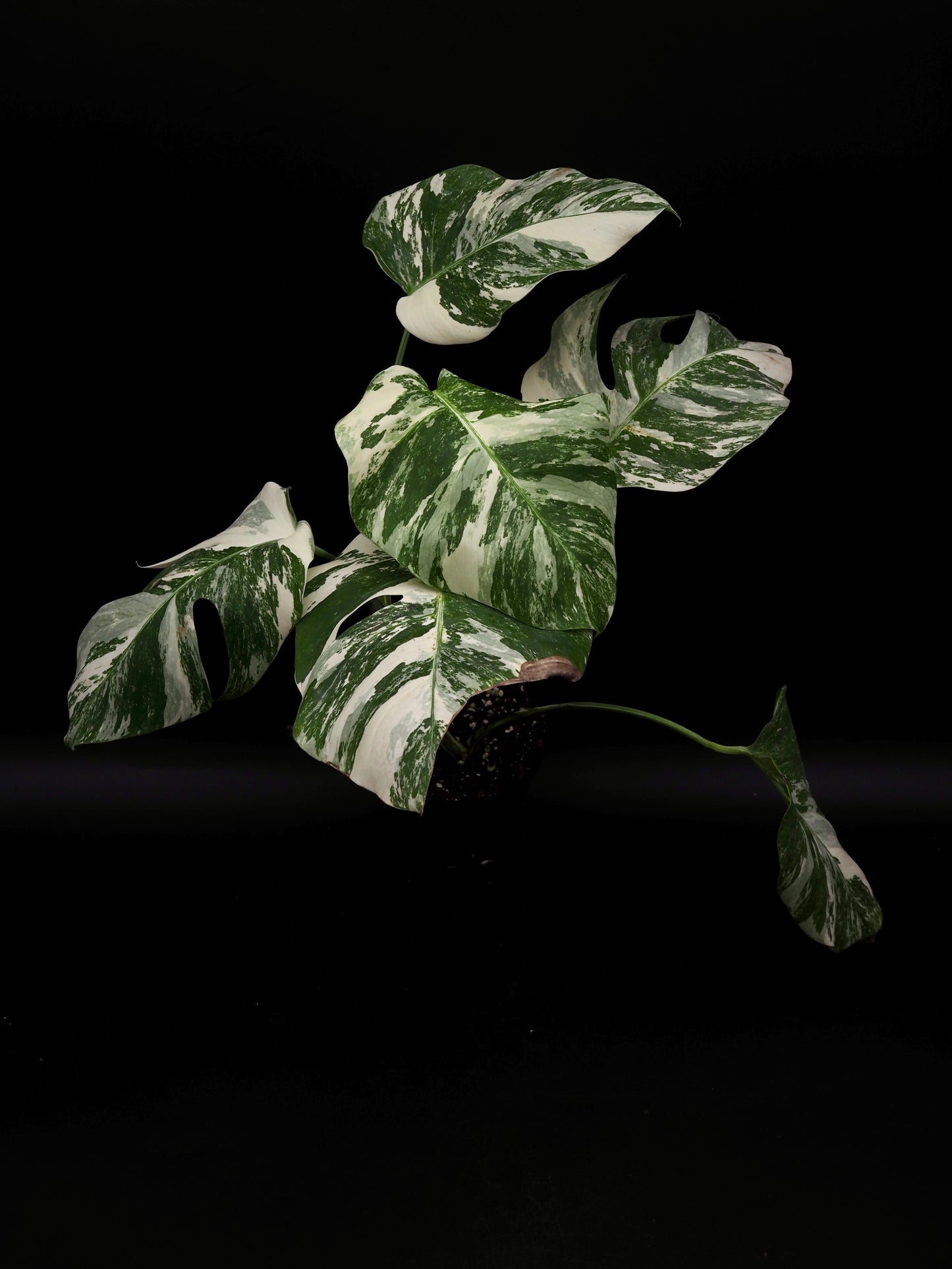 Monstera Borsigiana Albo Variegata