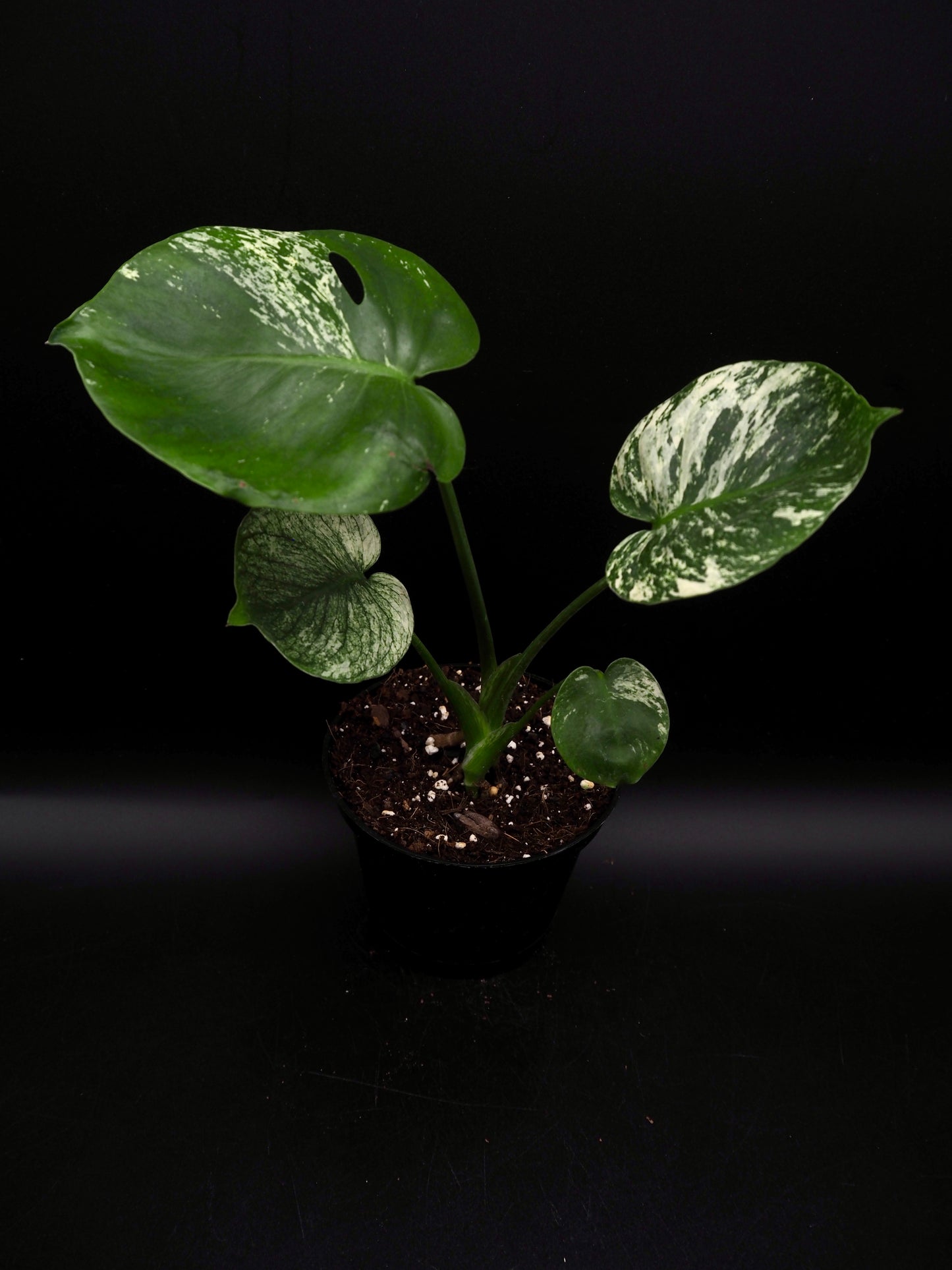 Monstera Siam Mint
