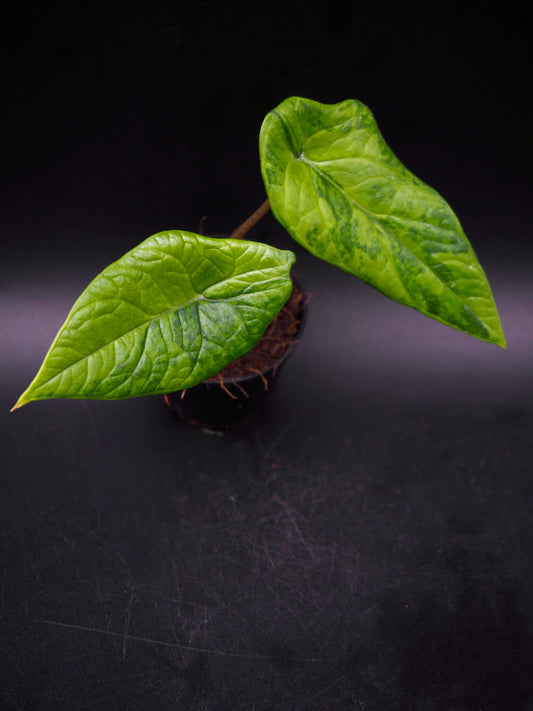 Alocasia Scalprum Aurea