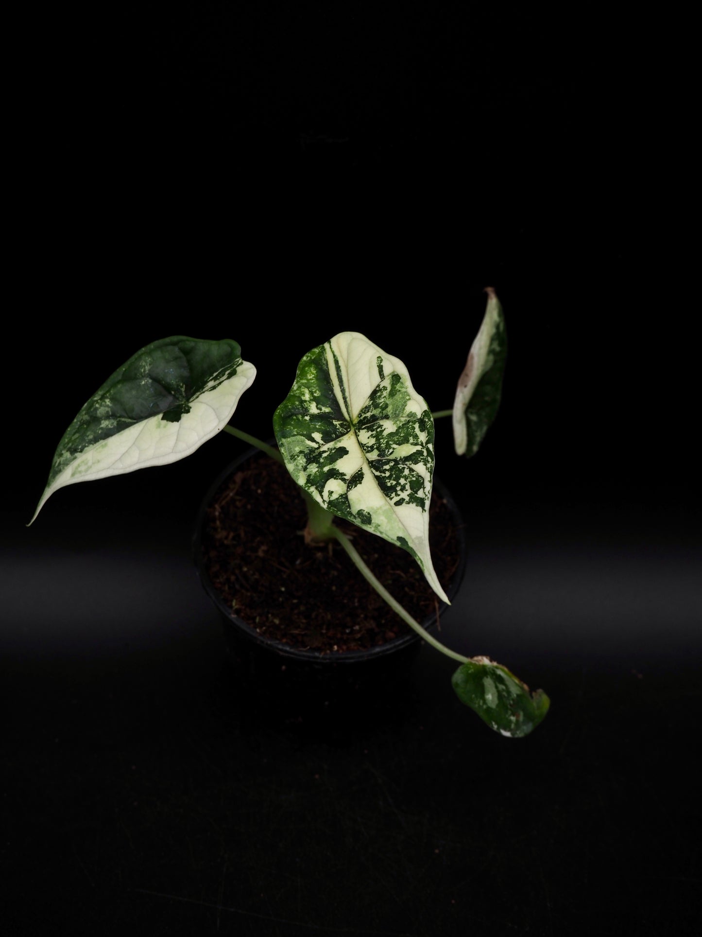 Alocasia Dragon Scale Albo Variegata