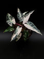 Alocasia Bambino Pink Variegata