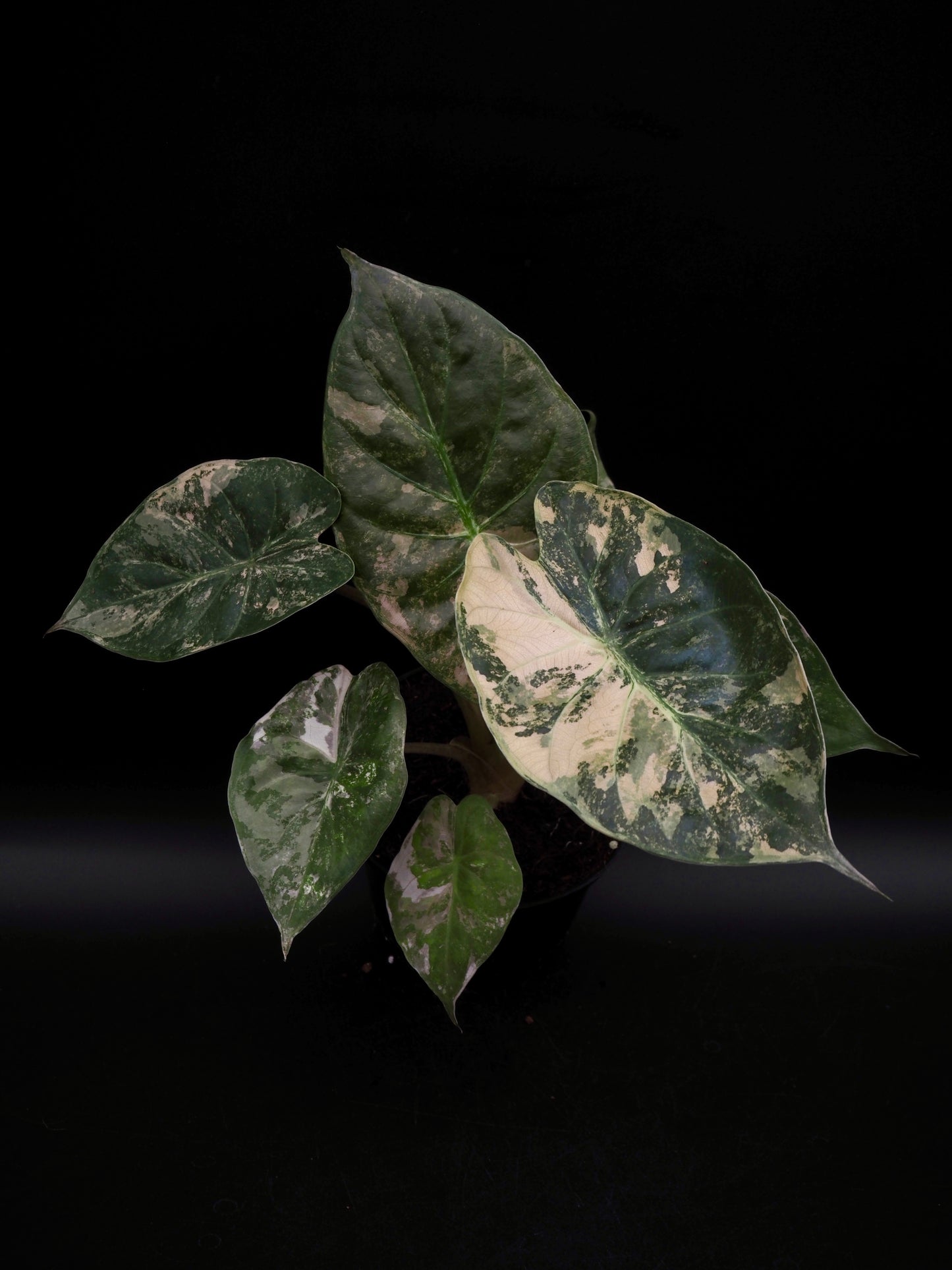 Alocasia Wentii Albo/Pink
