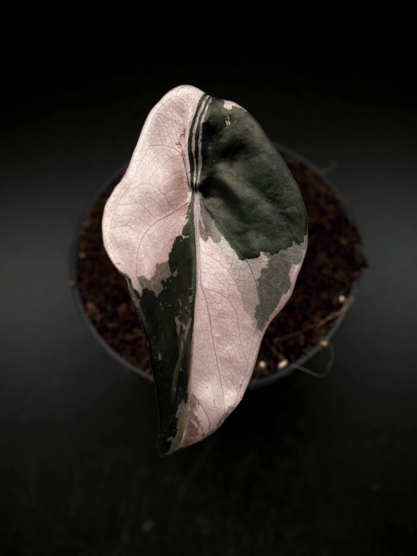 Alocasia Chantrieri Pink