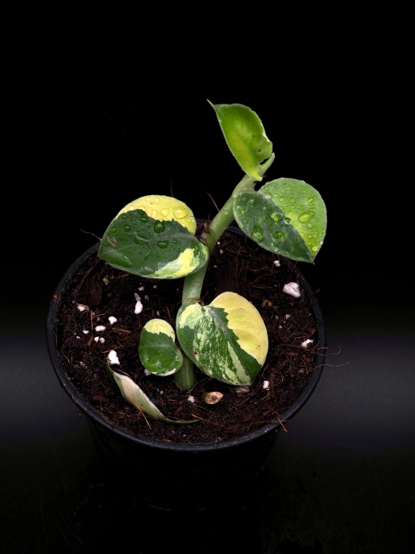 Rhaphidophora Hayi Variegata