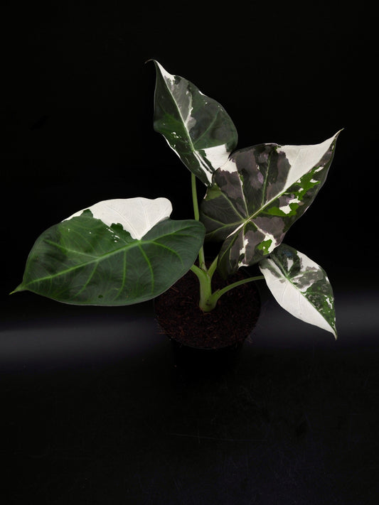 Alocasia Regal Shield Albo