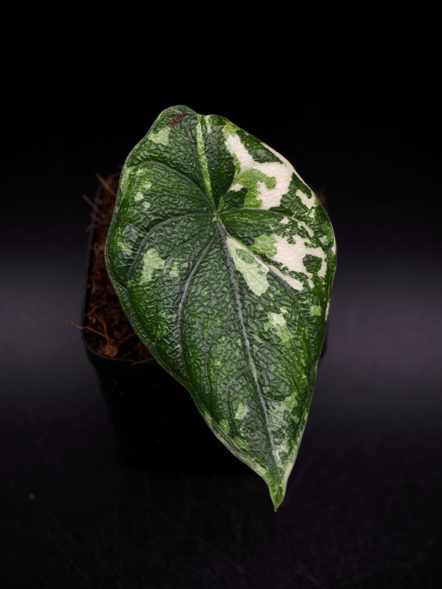 Alocasia Melo Albo