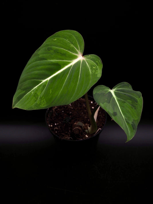 Philodendron Gloriosum gog