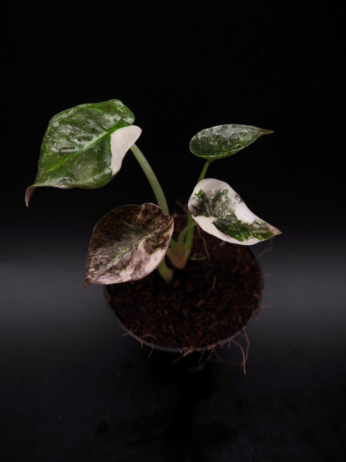 Alocasia Cuprea Red Secret Pink