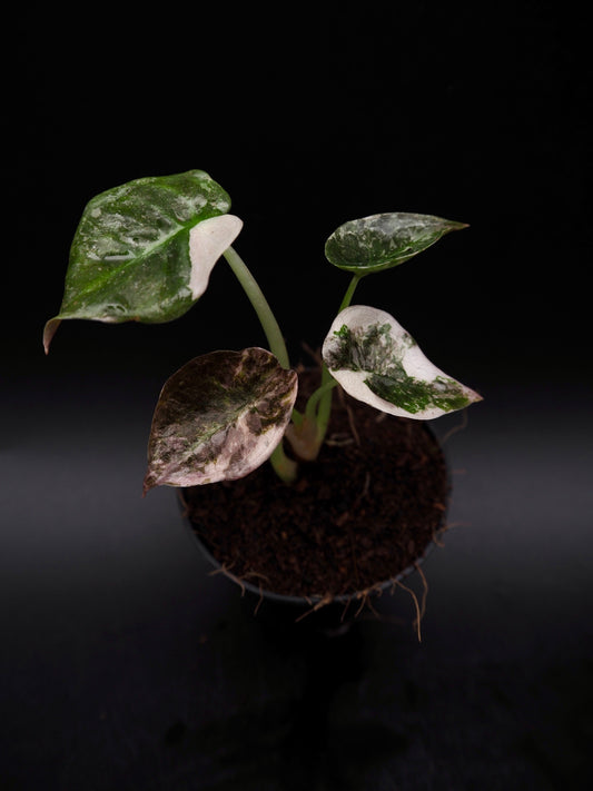 Alocasia Cuprea Red Secret Pink