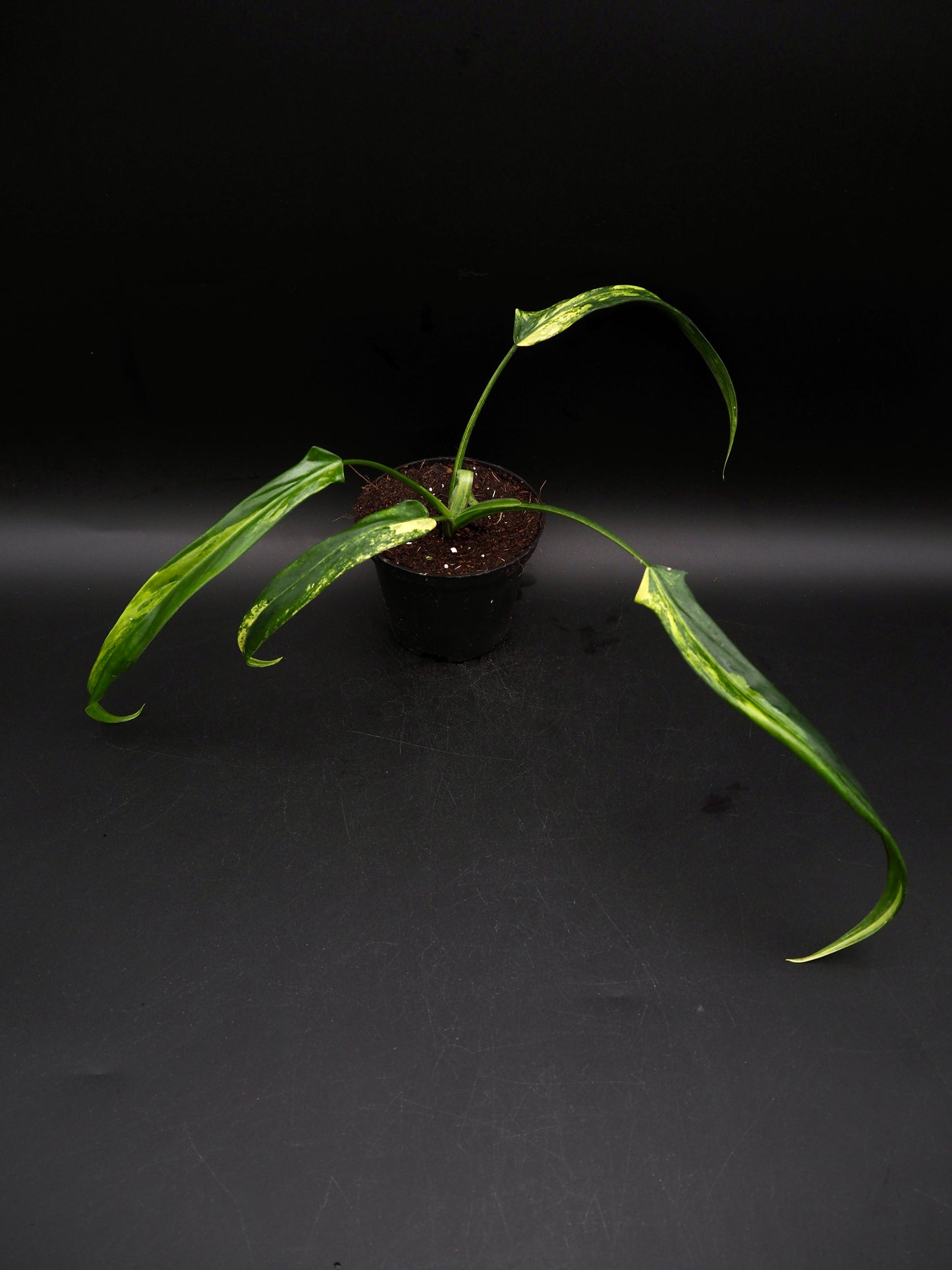 Philodendron Holtonianum Aurea