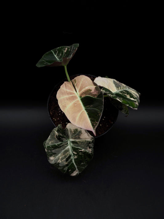 Alocasia Black Velvet Pink