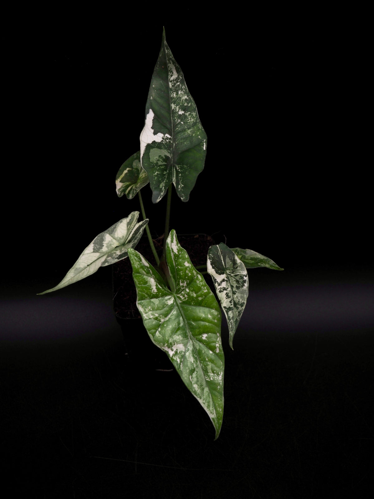 Alocasia Simpo Albo
