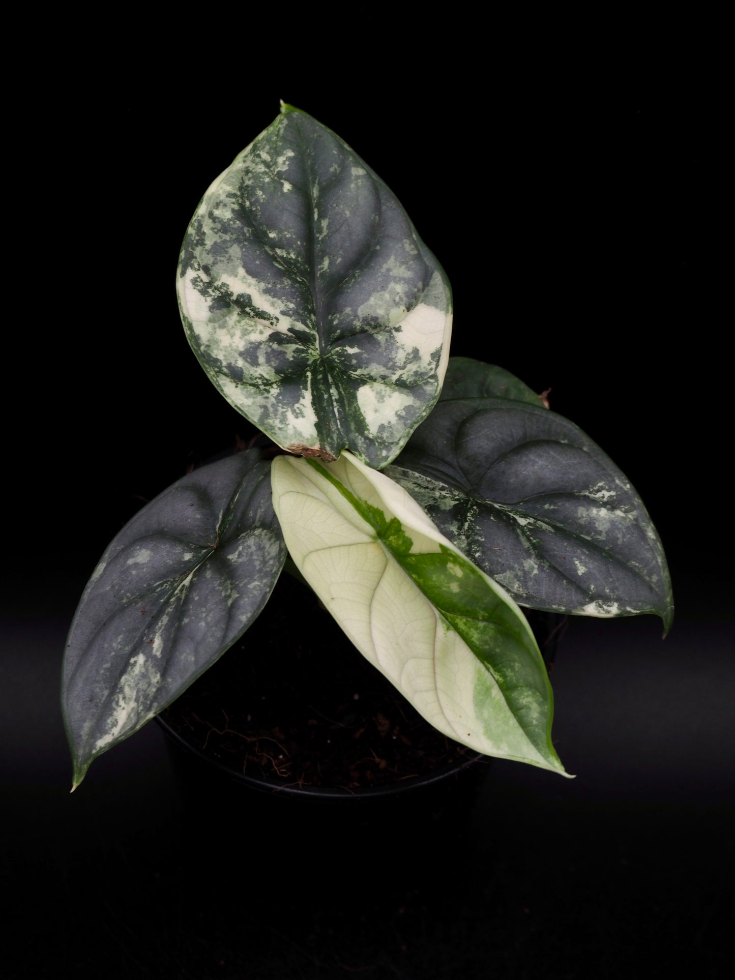 Alocasia Silver Dragon Albo
