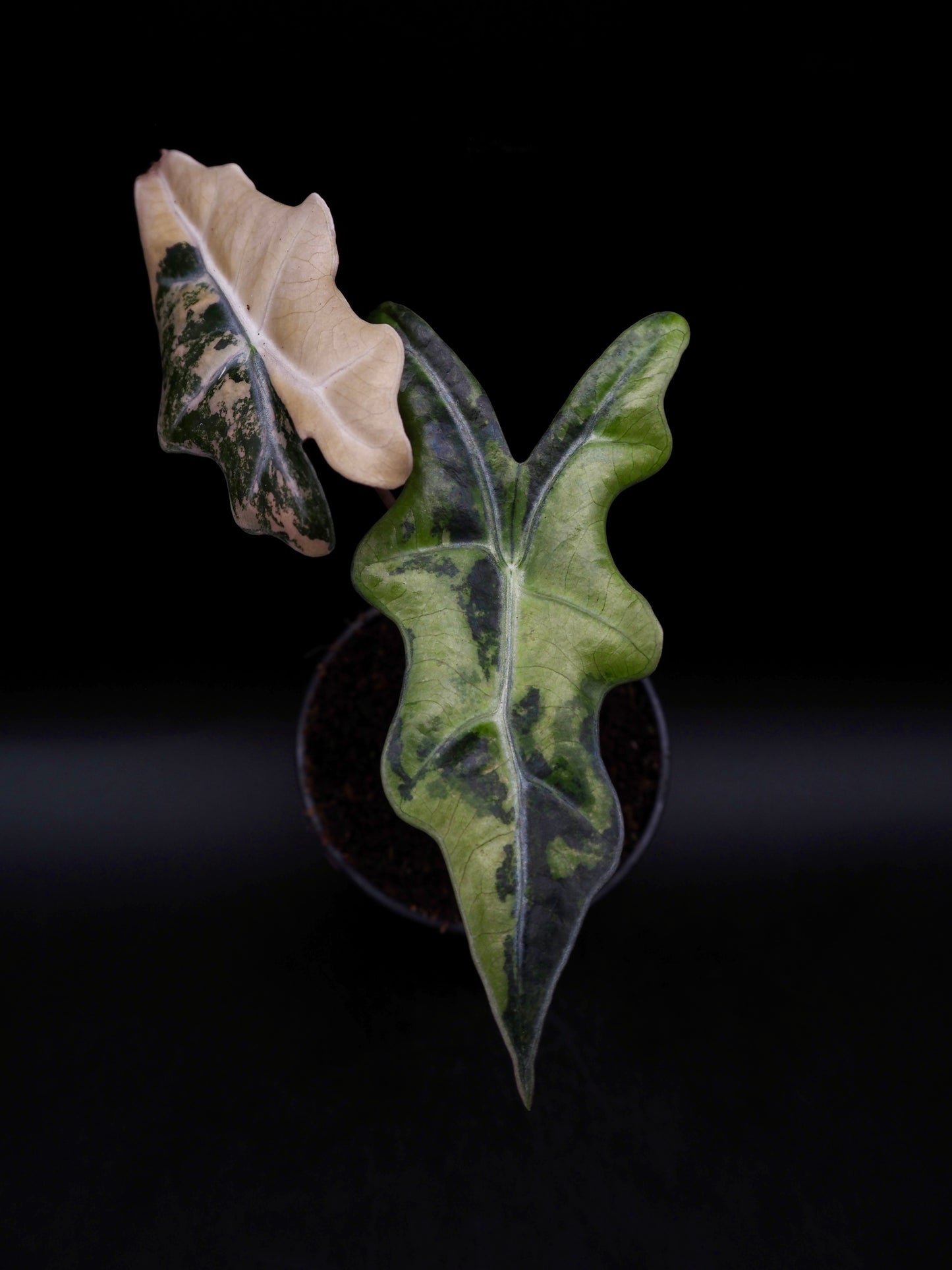 Alocasia Nobilis Aurea