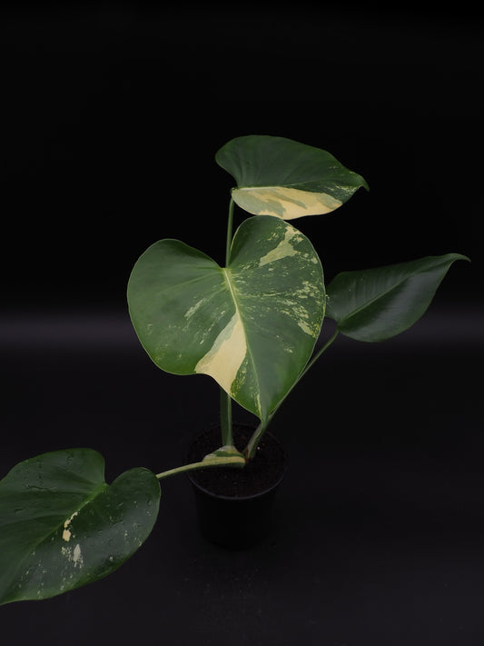 Monstera Deliciosa Lemon Pom Pom