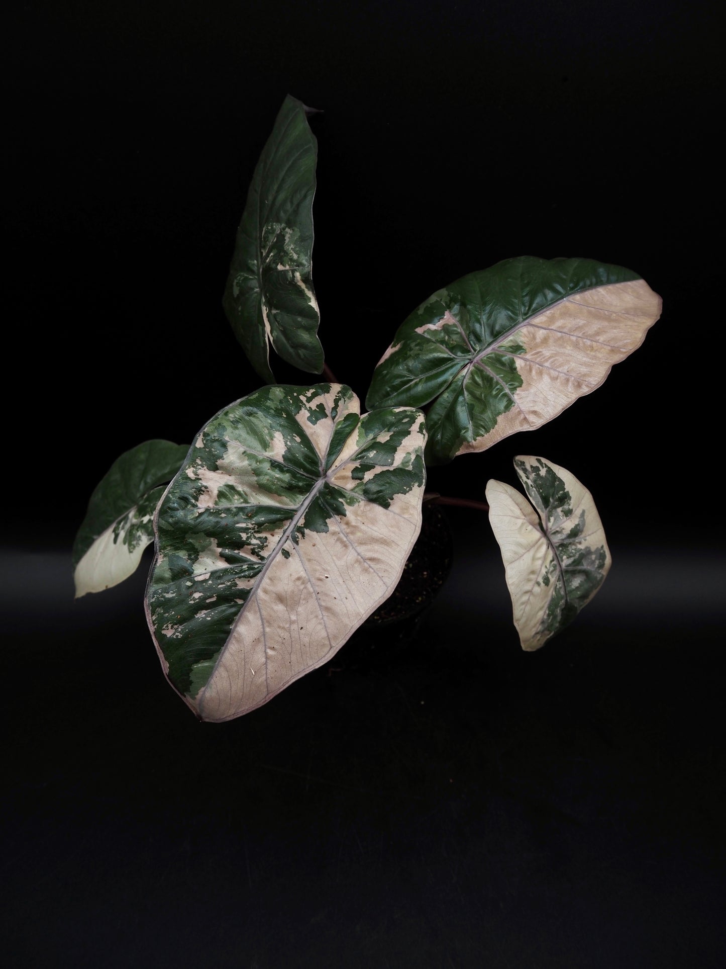 Alocasia Yucatan Princess Pink