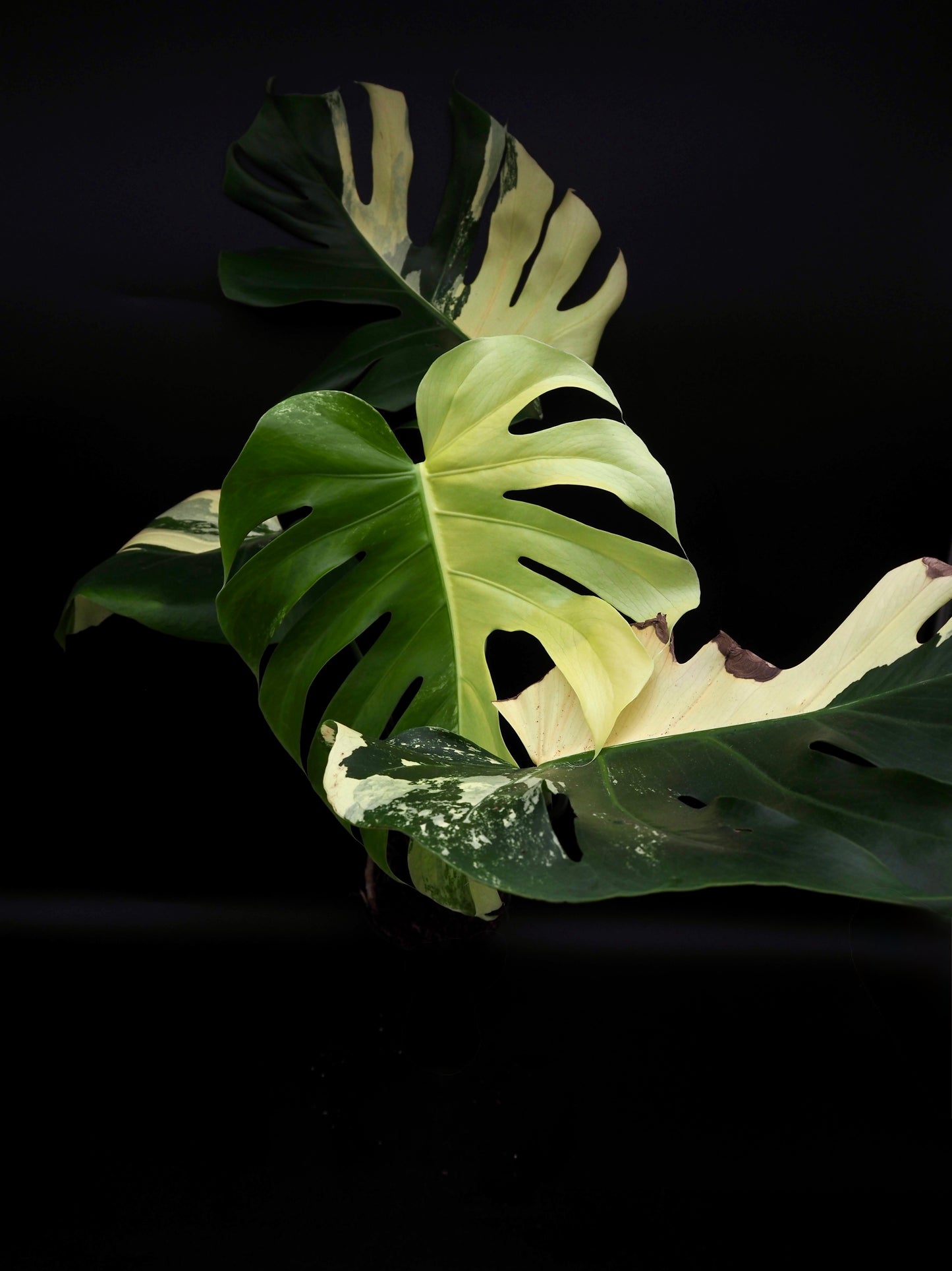 Monstera Deliciosa Lemon Pom Pom