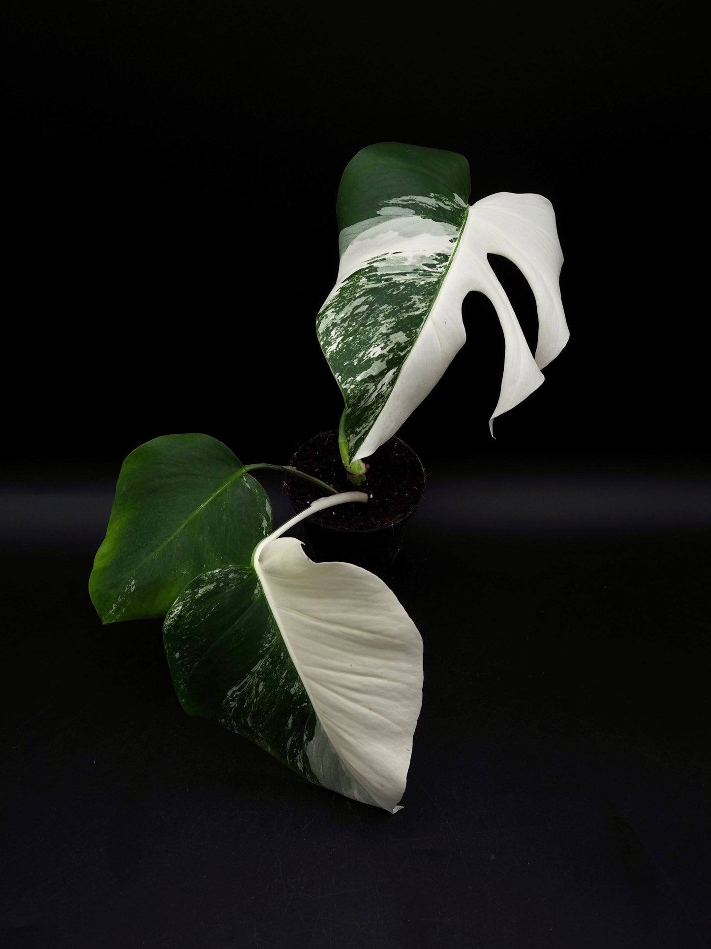 Monstera Borsigiana Albo Variegata