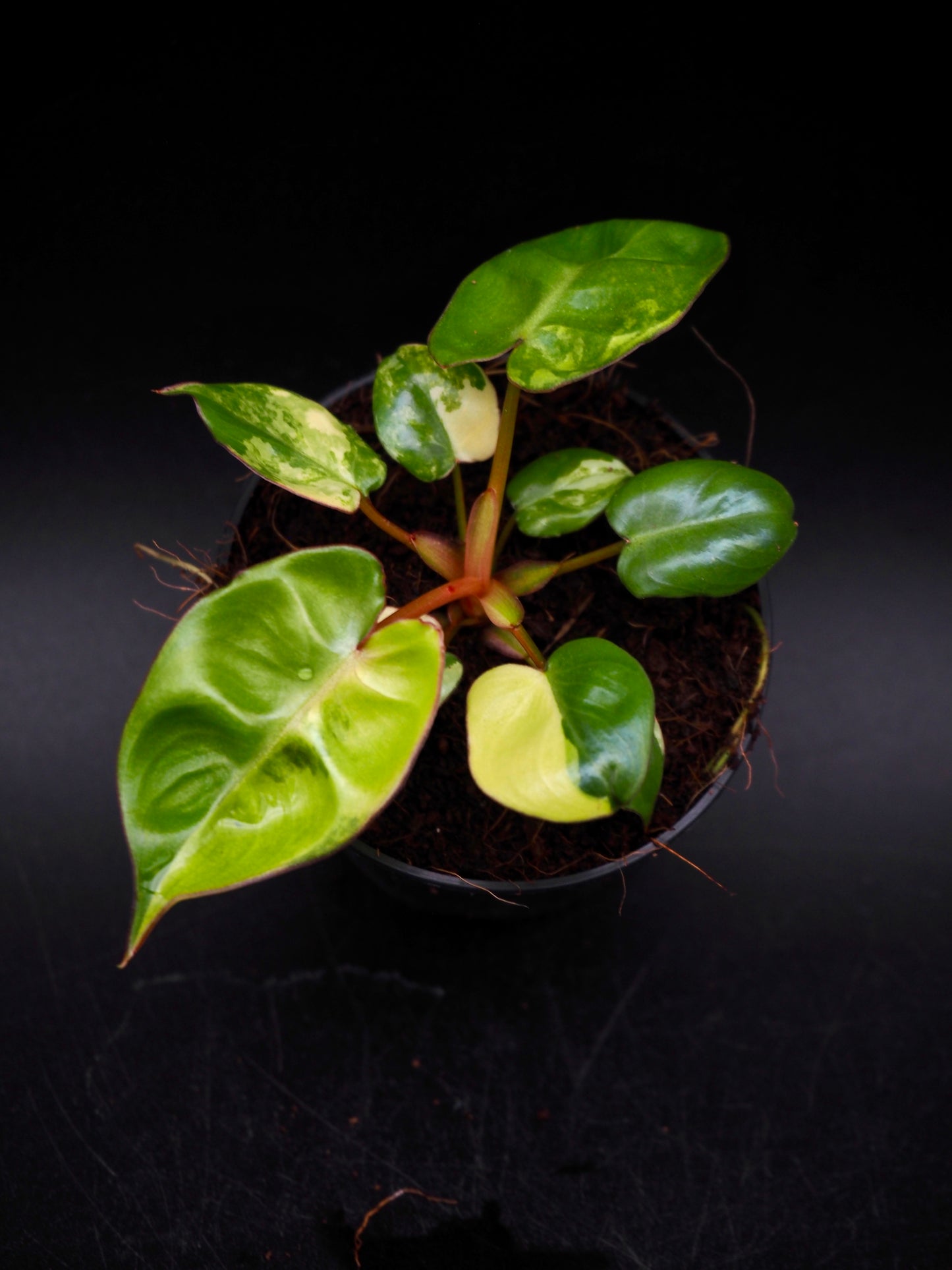 Philodendron Billietiae Variegata