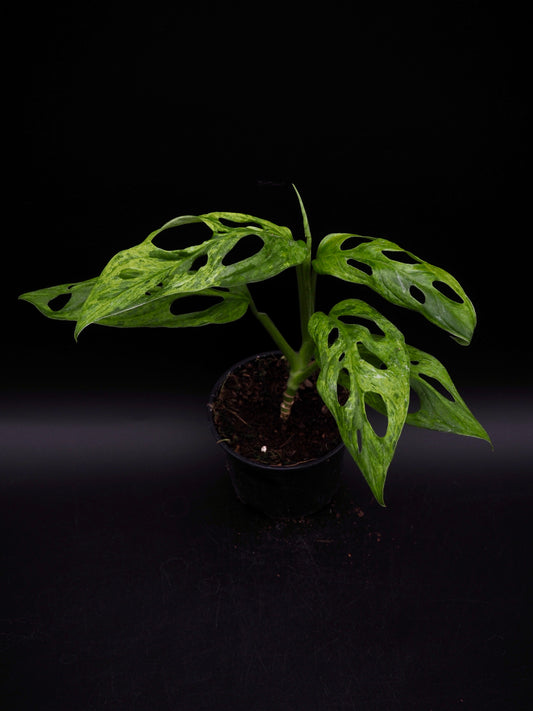 Monstera Adansonii Indonesian Marble