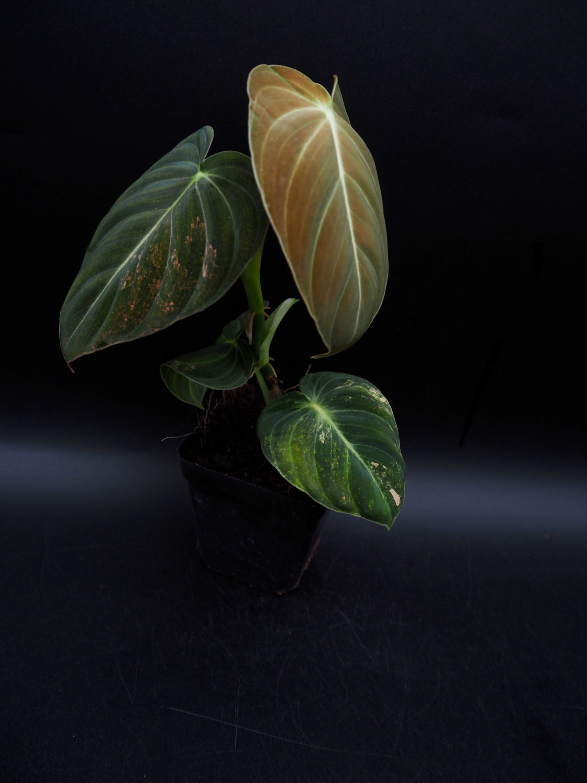 Philodendron Melanochrysum Bonfire