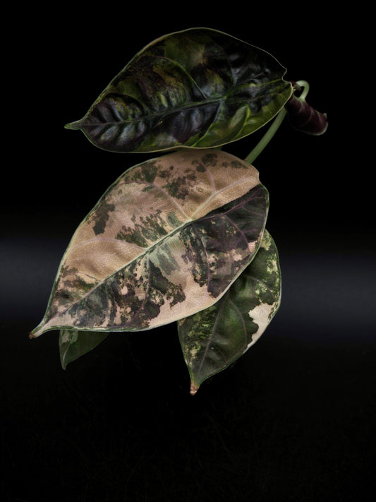 Alocasia Azlanii Aurea