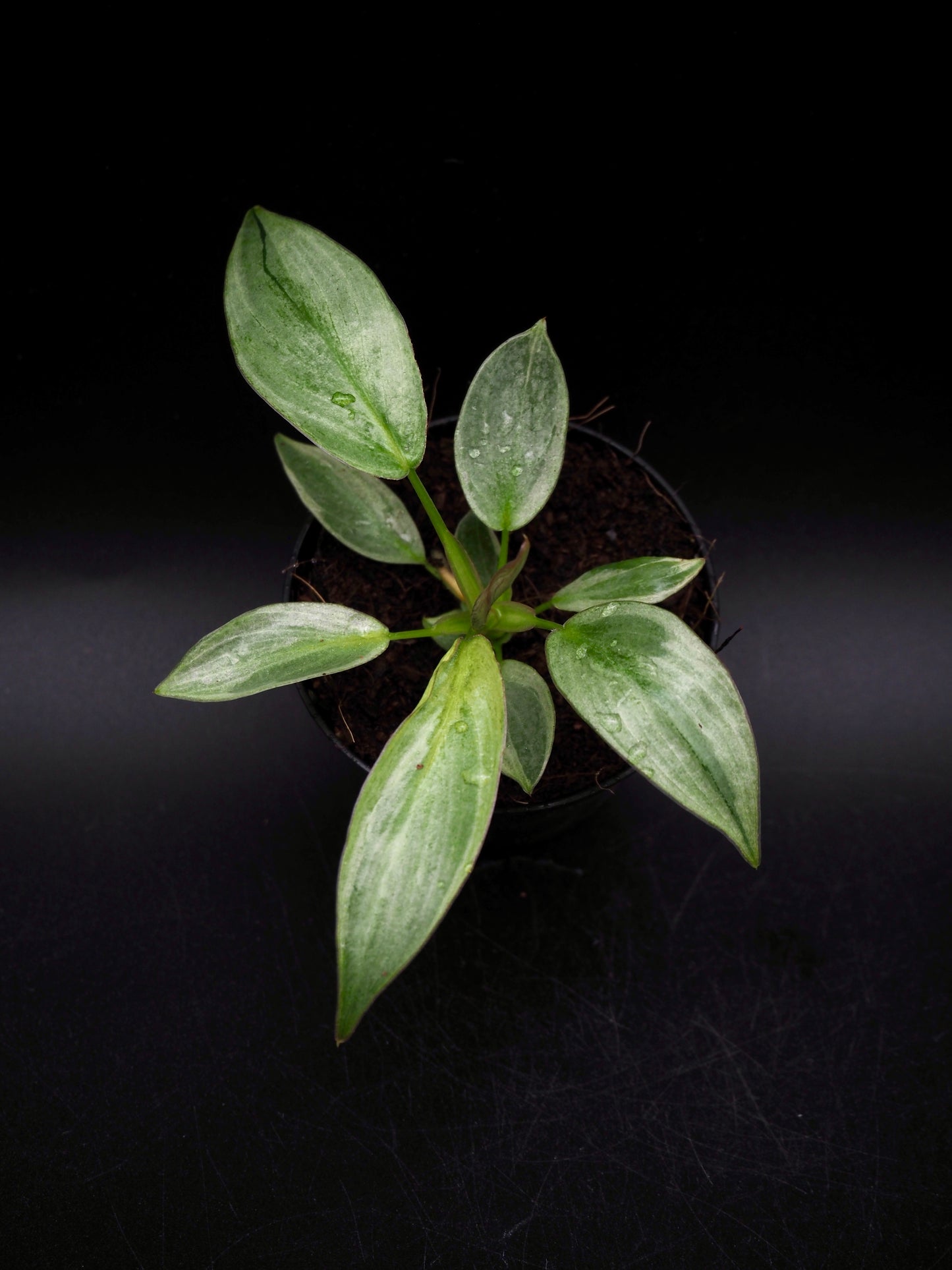 Philodendron Longliobatum Variegata
