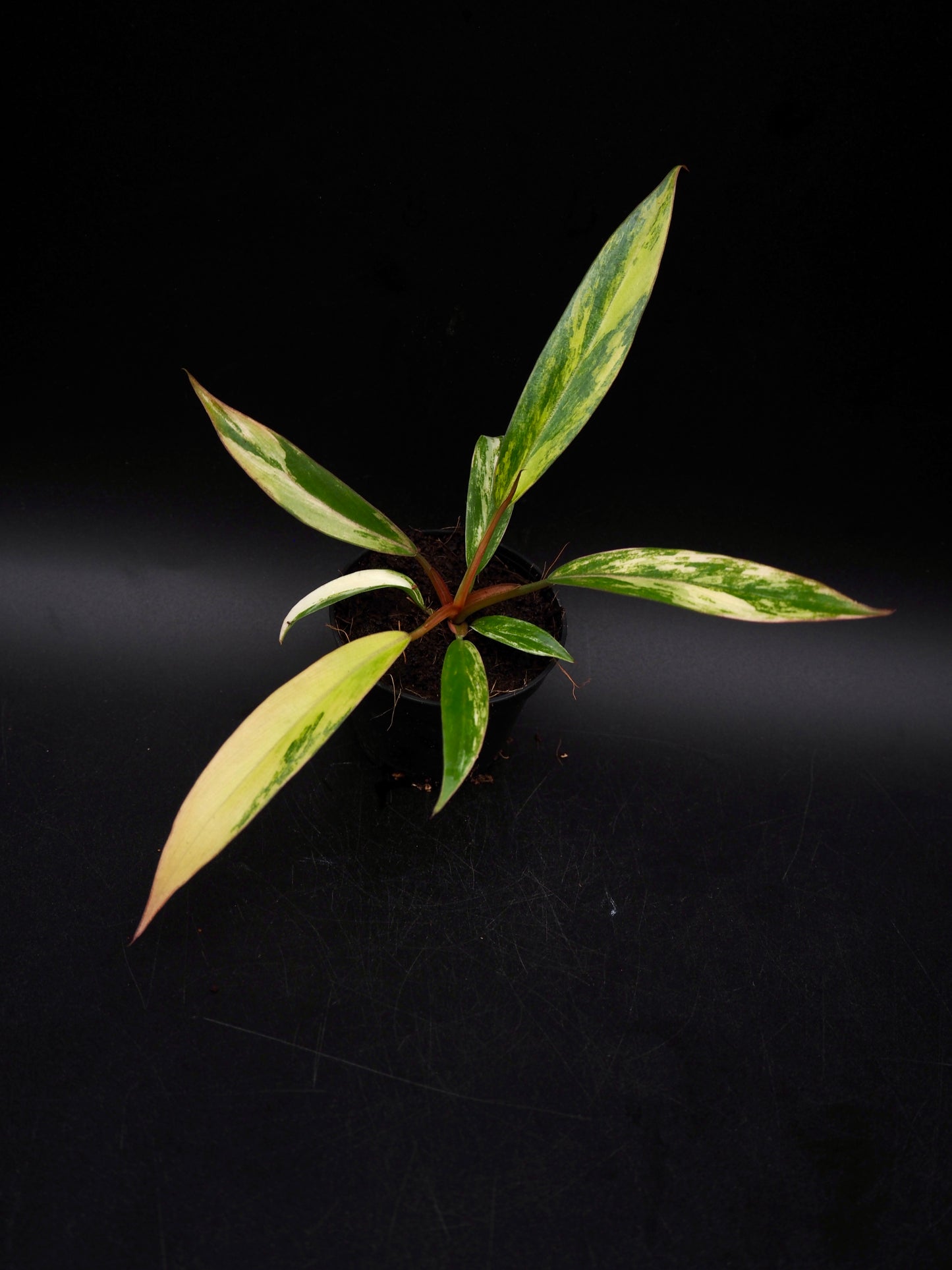 Philodendron Caramel Marble