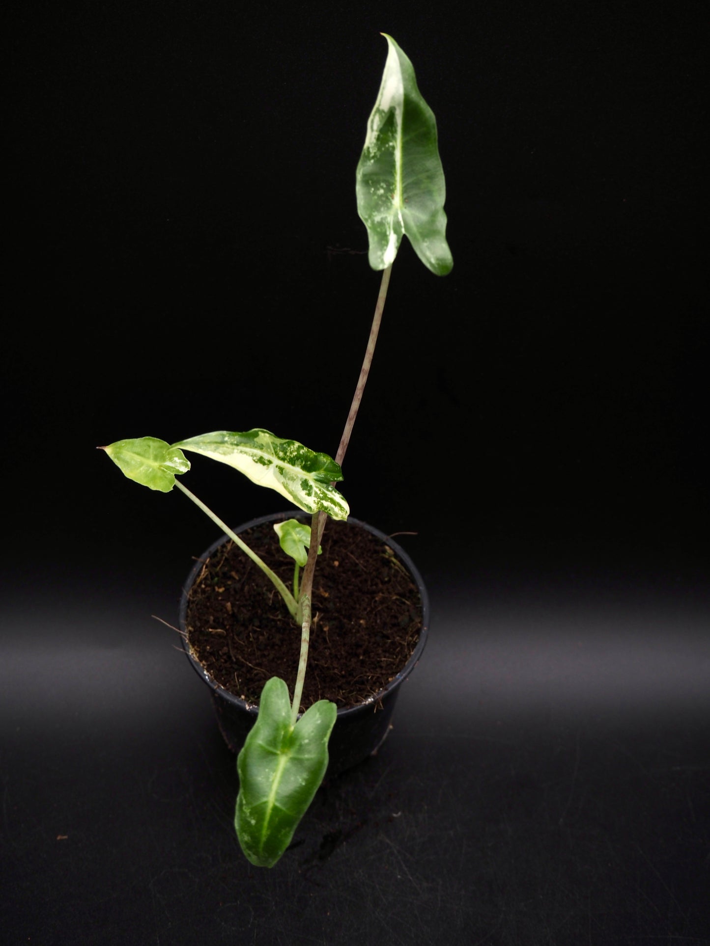 Alocasia Sarian Albo