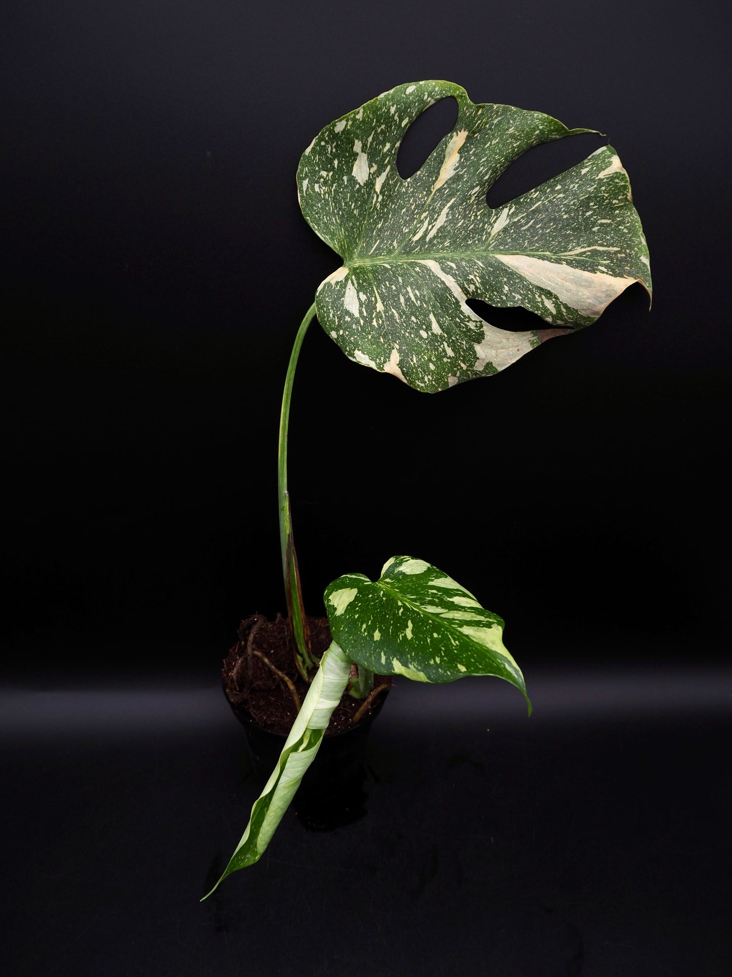 Monstera Deliciosa Electrolyte