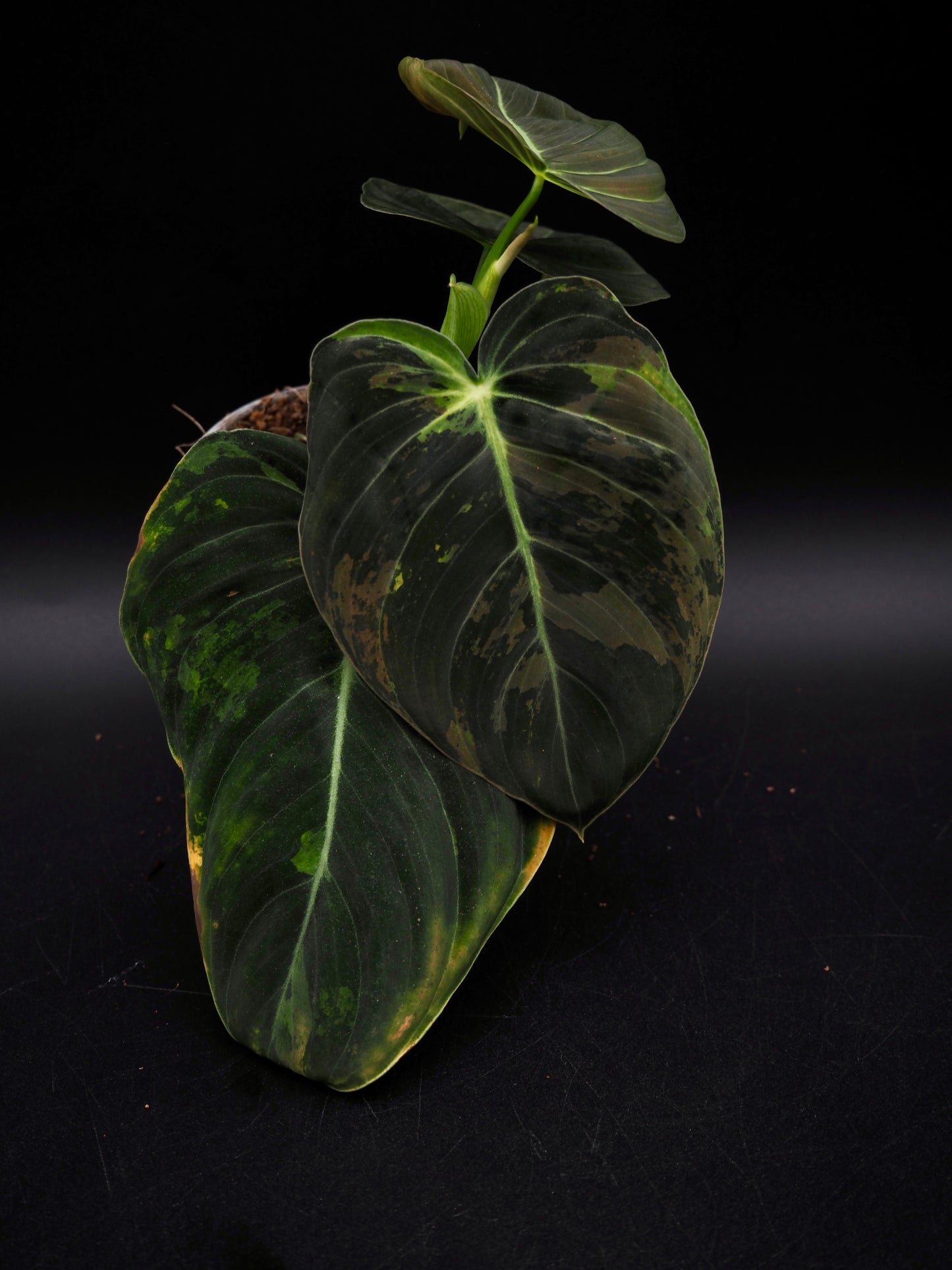 Philodendron Melanochrysum Variegata