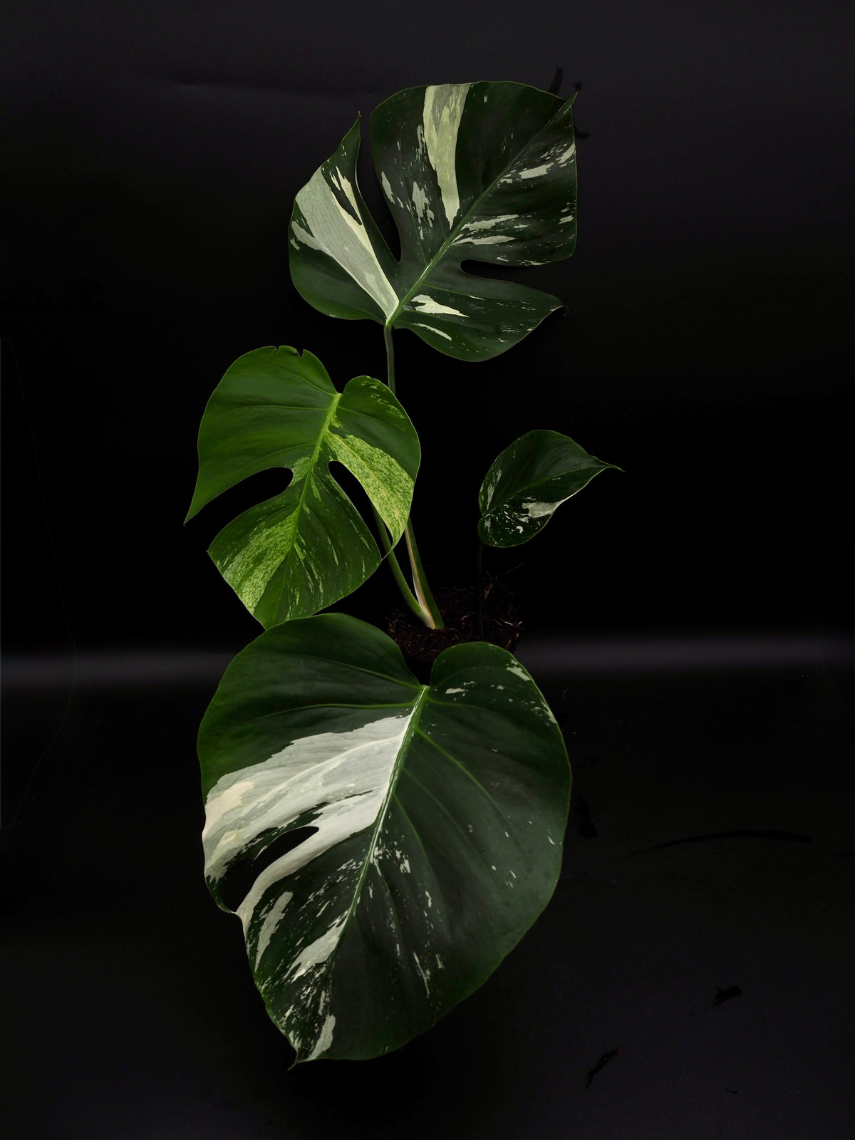 Monstera Deliciosa Jungle Mint