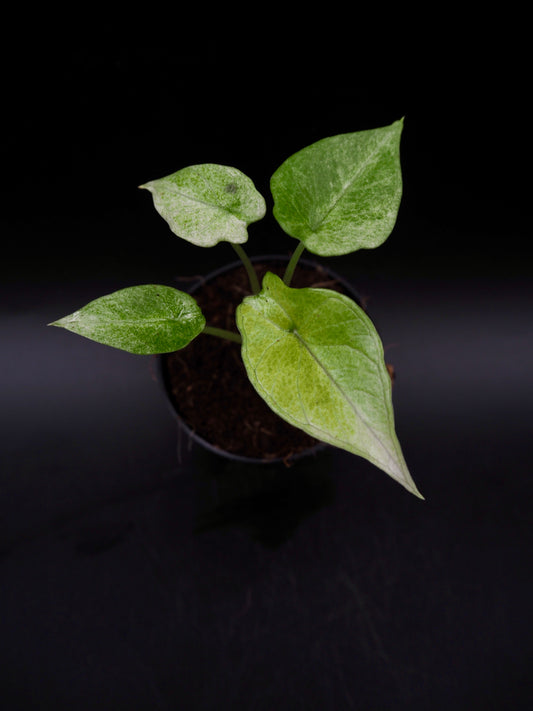 Alocasia Scalprum Mint