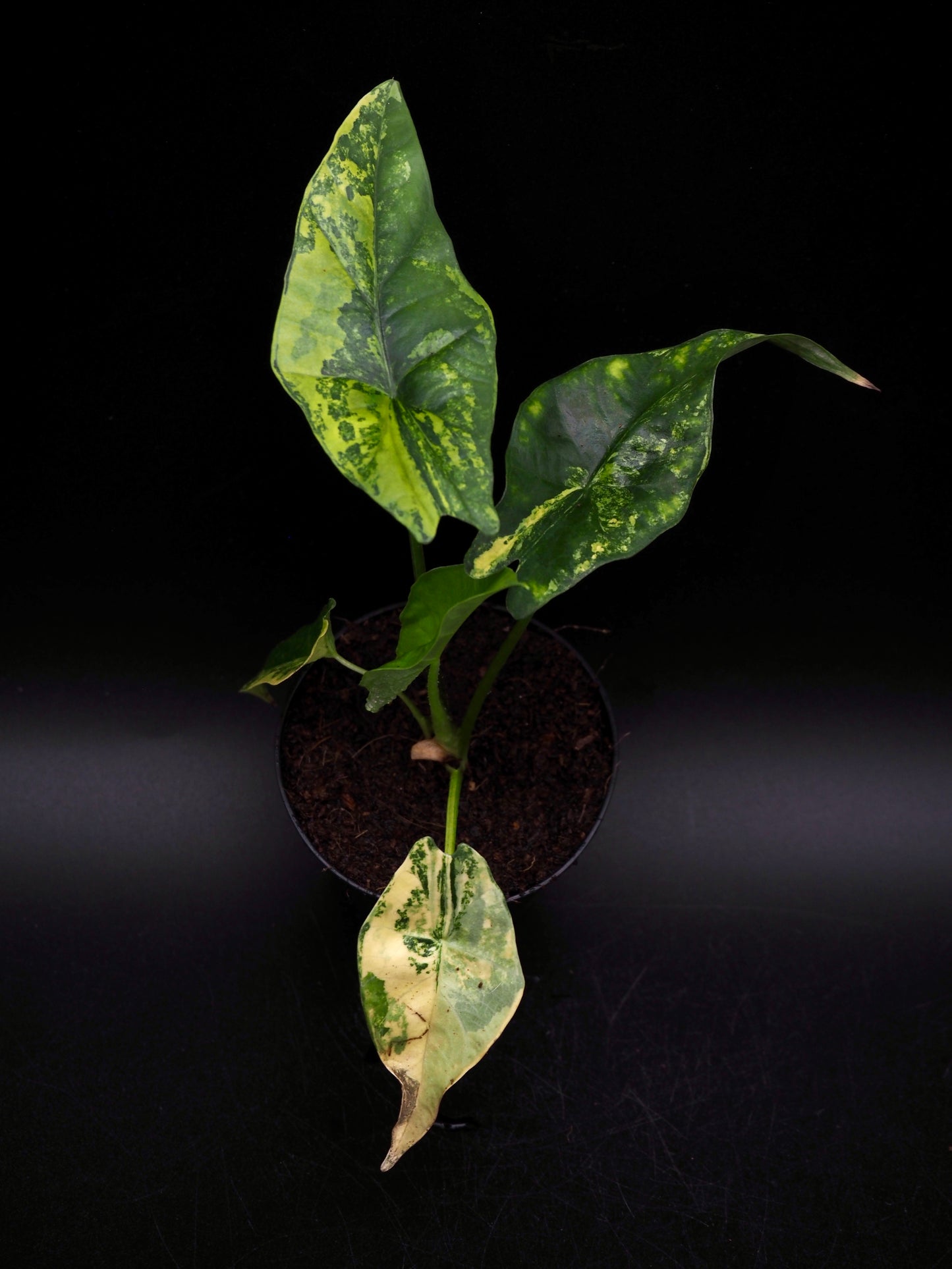 Alocasia Simpo Aurea