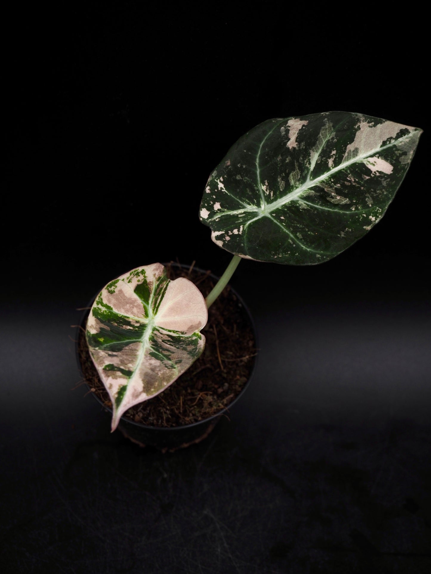 Alocasia Black Velvet Pink
