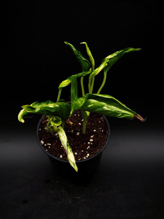 Epipremnum aureum Shangri La Variegata
