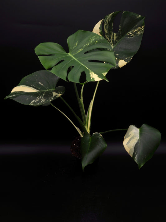 Monstera Deliciosa Lemon Pom Pom