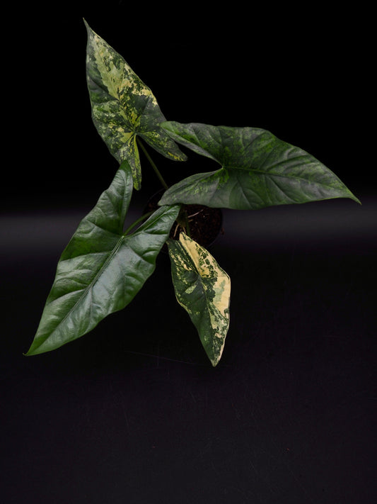 Alocasia Simpo Aurea