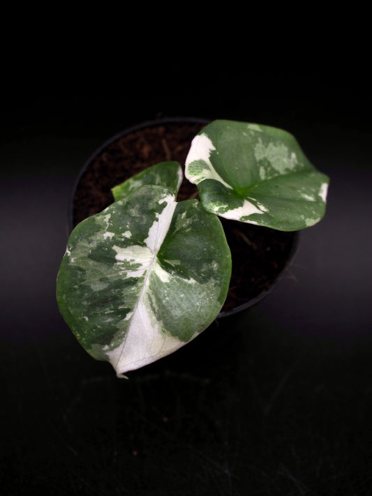 Alocasia Nebula Albo Pink Variegata