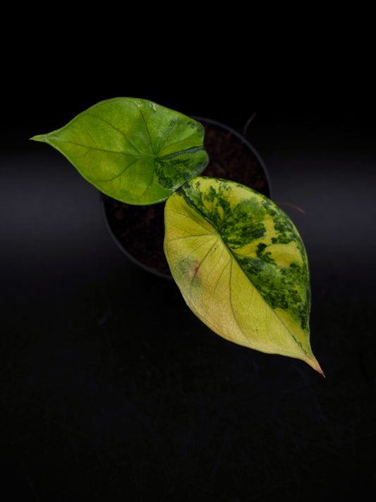 Alocasia Sinuata Aurea
