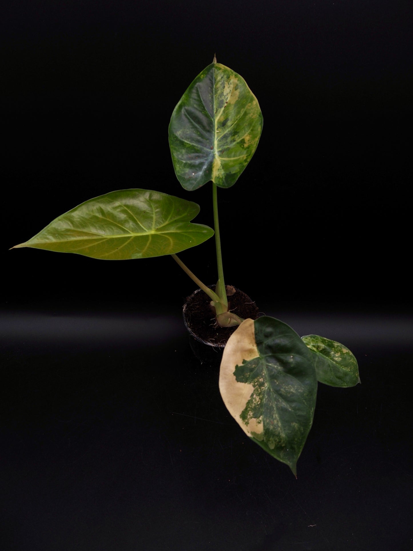 Alocasia Wentii Sunset Aurea