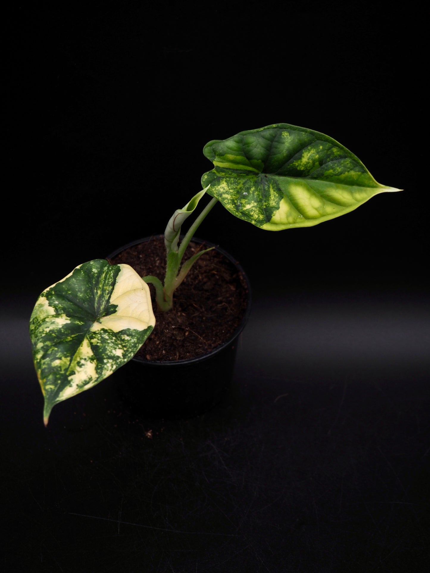 Alocasia Dragon Scale Aurea