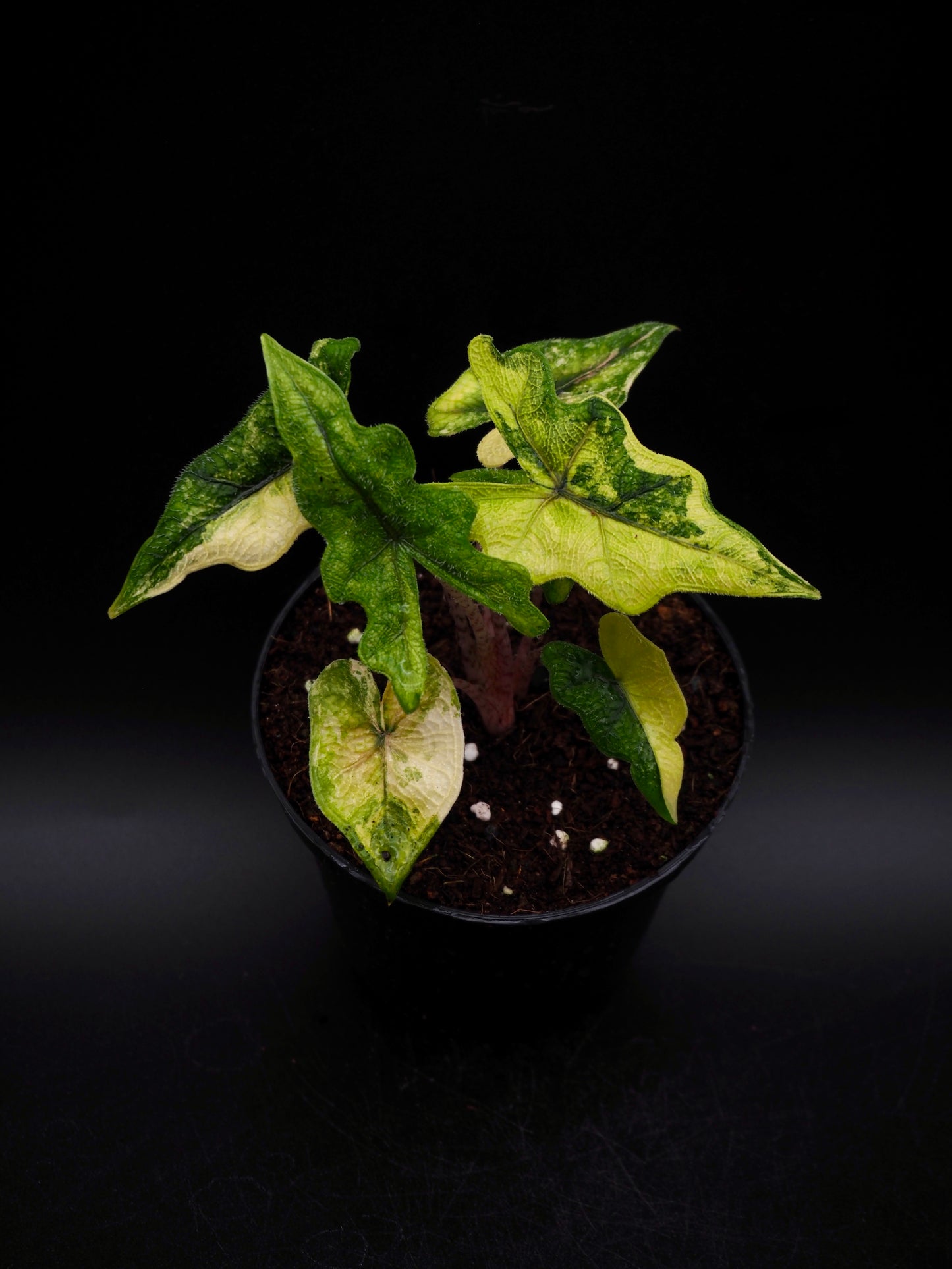 Alocasia Jacklyn Aurea Variegata