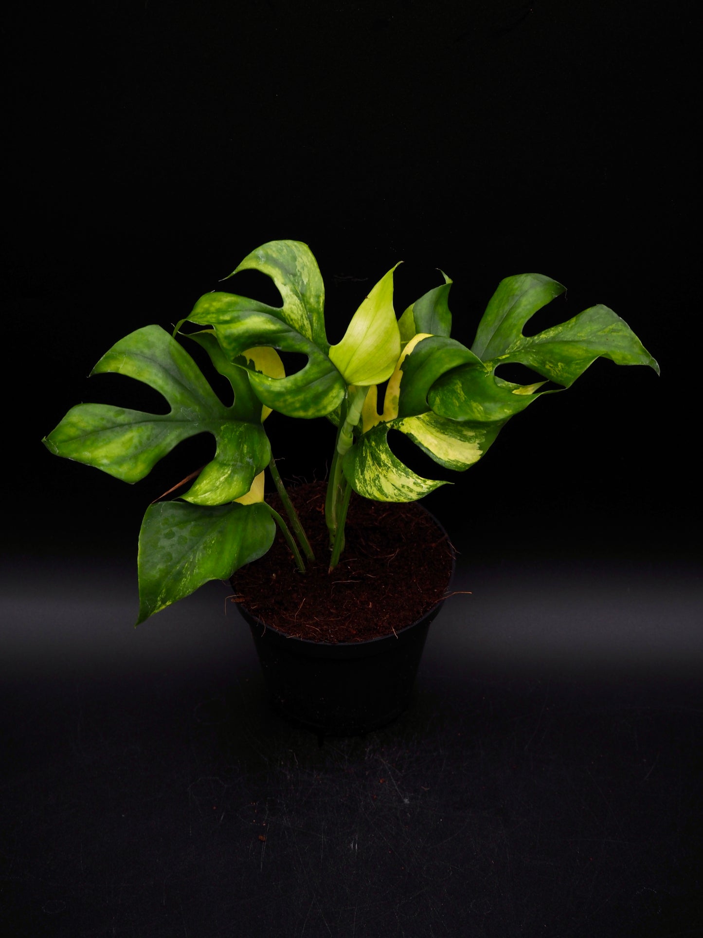 Rhaphidophora Tetrasperma Aurea Variegata