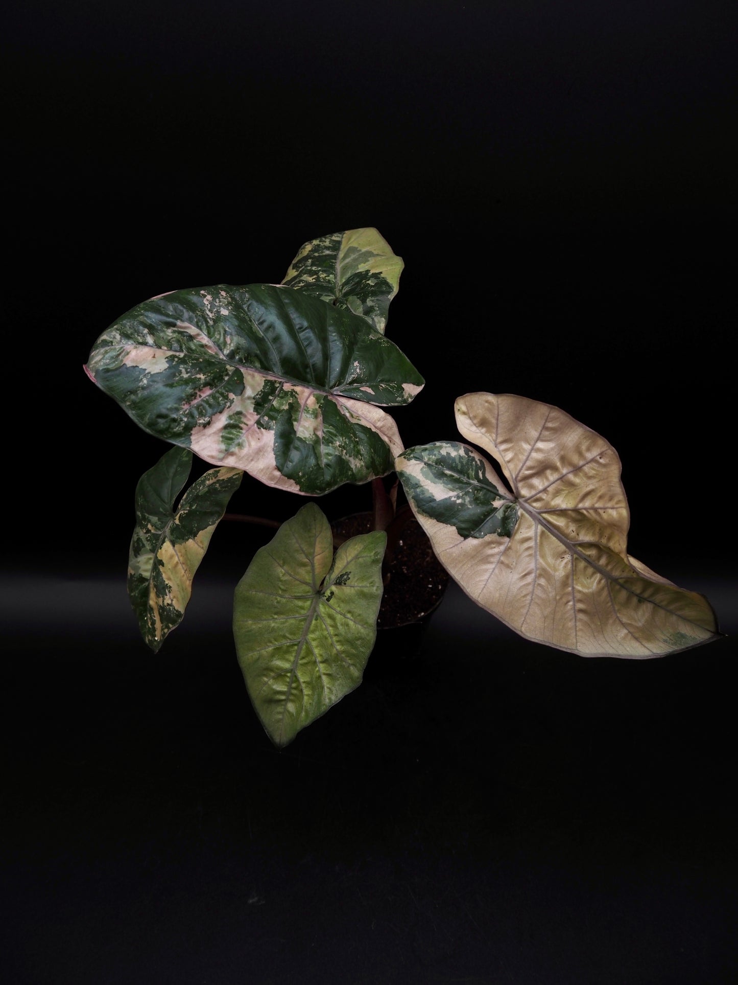 Alocasia Yucatan Princess Pink